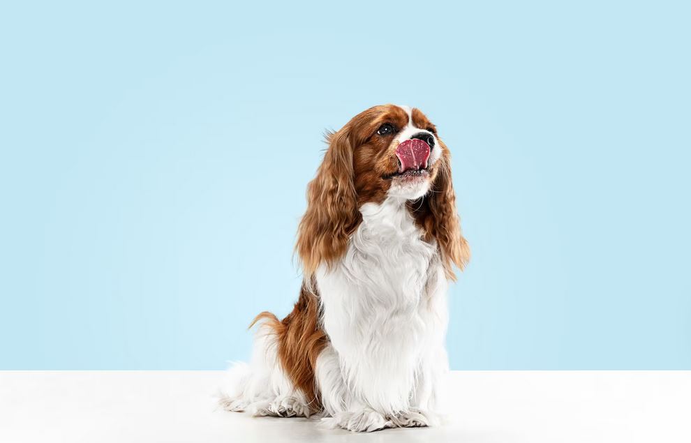 Можно ли собаку кормить макаронами?
