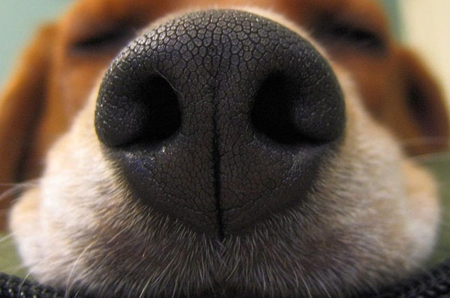 Сухой нос у собаки - причины и что значит?