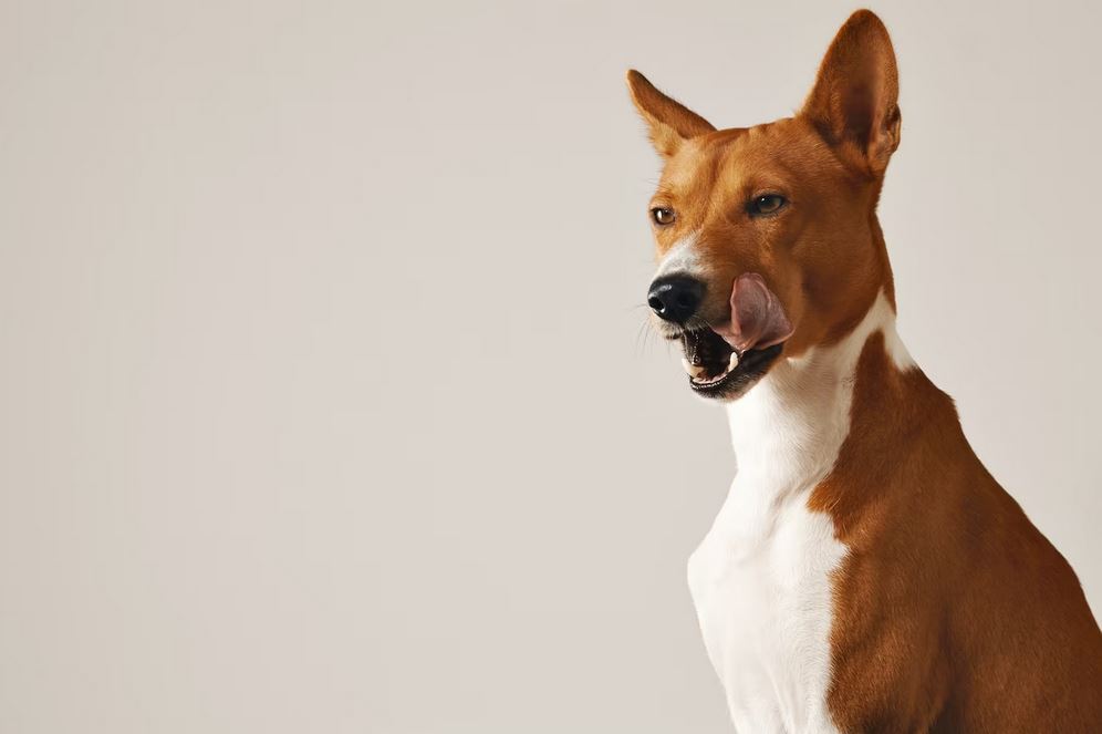 Почему собака сильно чихает?