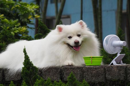 Как помочь собаке в жару?