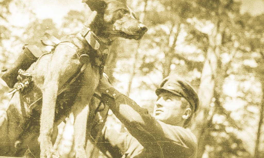 собаки на войне