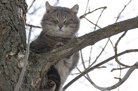 Кошка залезла на дерево - что делать?