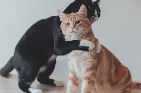 Как подружить две кошки в квартире