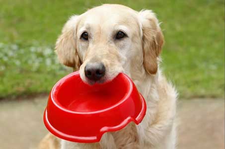Какую воду давать собаке и как часто?