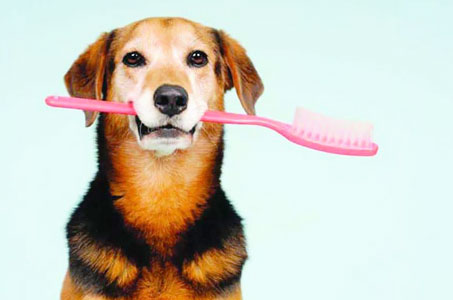 Чистят ли зубы собакам?