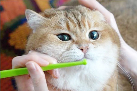 Чистить ли зубы кошке?